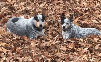 Staci R.'s photo of camping with pets at Energy Lake Campground near Kuttawa, KY