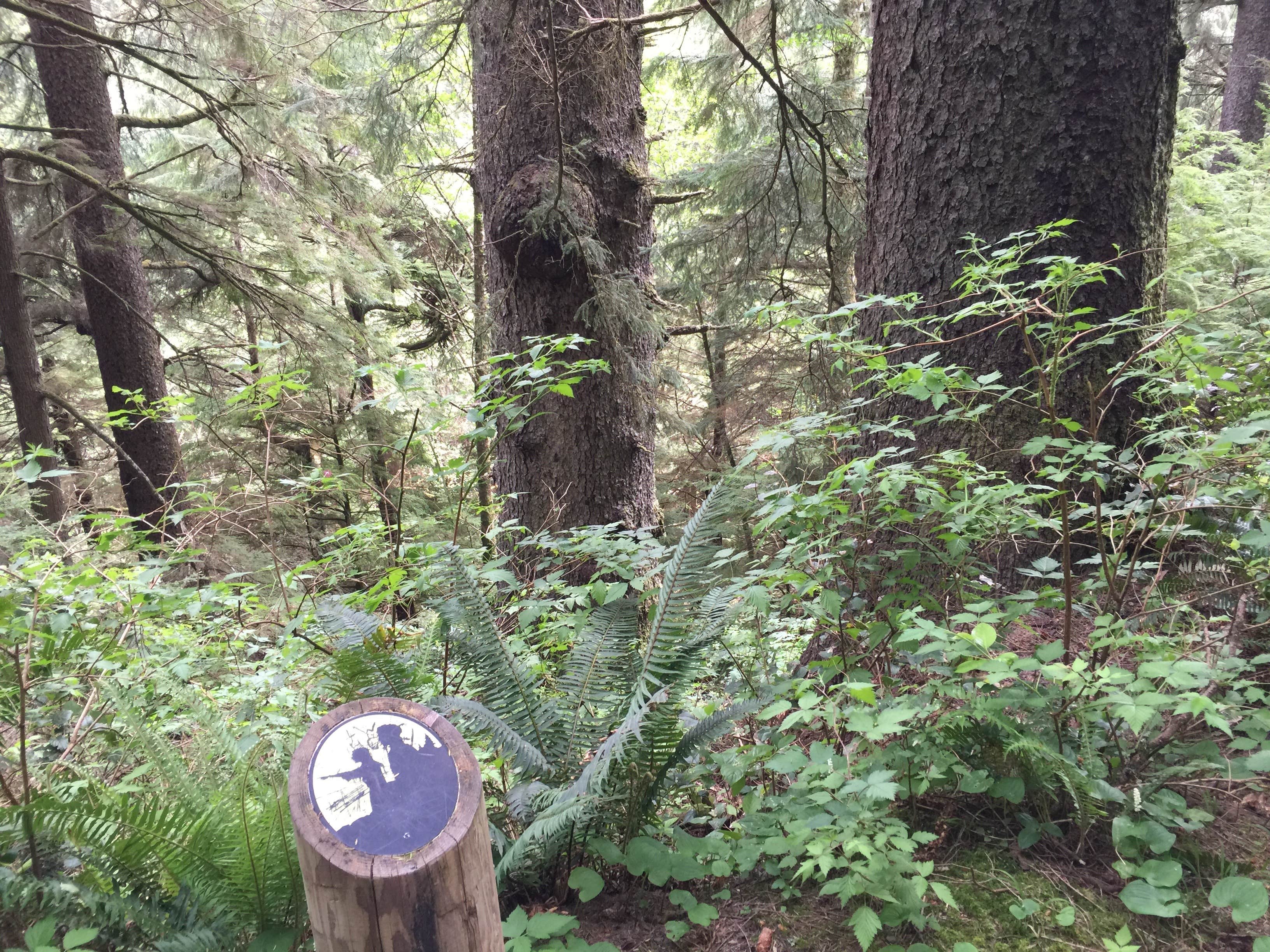 Camper-submitted photo at Tillamook Head National Recreation Trail - Hikers Only near Seaside, OR