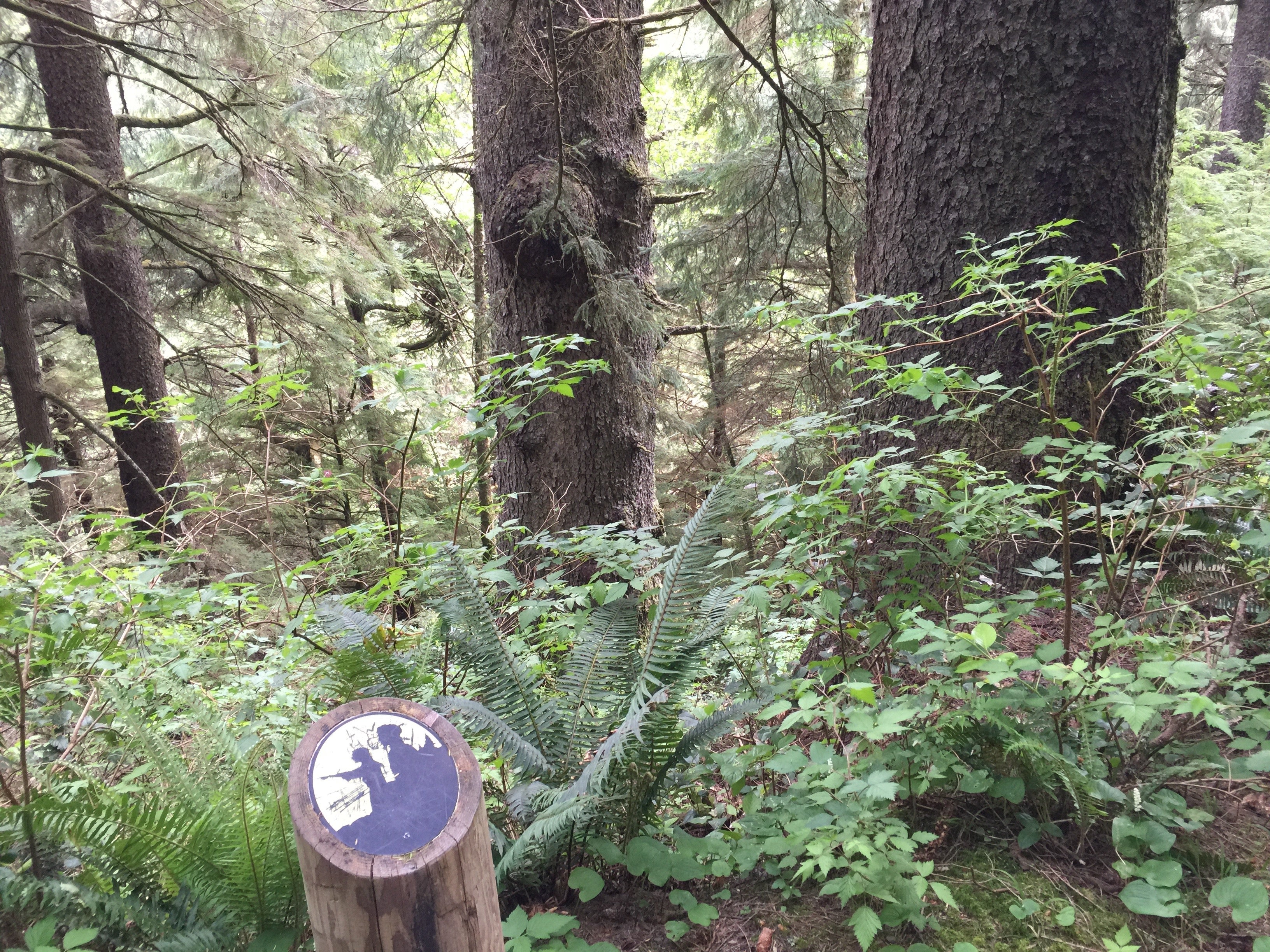 Camper submitted image from Tillamook Head National Recreation Trail - Hikers Only - 2