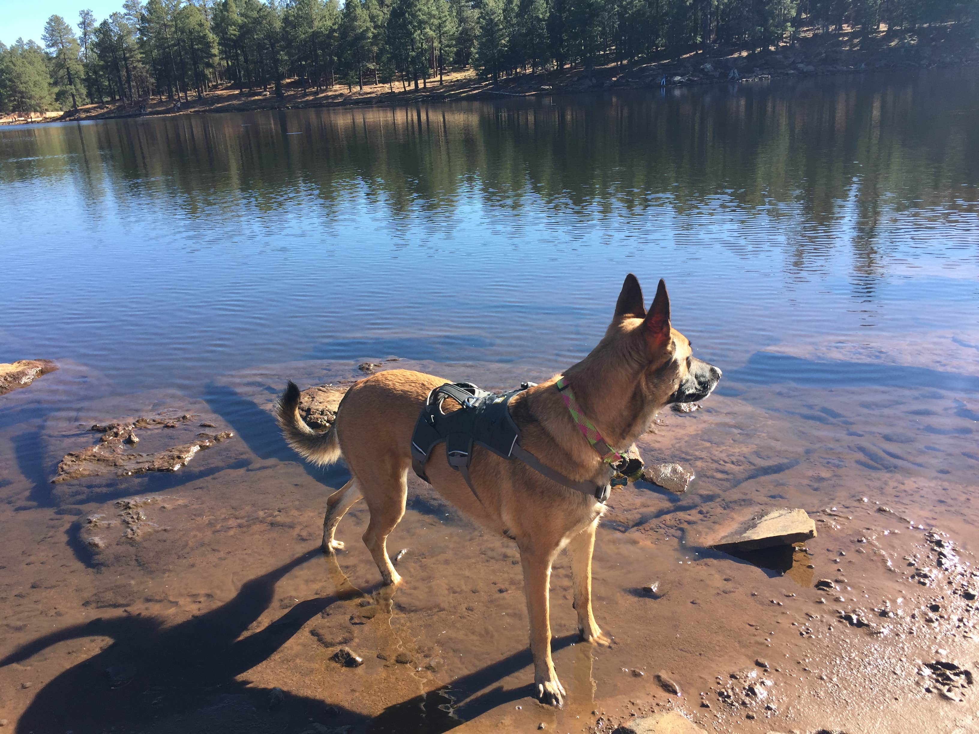 Carrie Jo P.'s photo of camping with pets at Aspen Campground near Heber-Overgaard, AZ