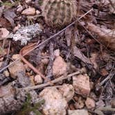 Review photo of Moss Lake Area — Enchanted Rock State Natural Area by Kim D., February 11, 2017