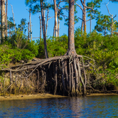 Review photo of Pine Grove Campground — Jonathan Dickinson State Park by Laura F., February 16, 2017
