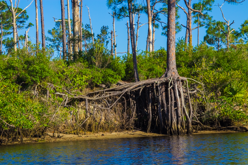 Camper submitted image from Pine Grove Campground — Jonathan Dickinson State Park - 5