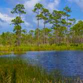 Review photo of Pine Grove Campground — Jonathan Dickinson State Park by Laura F., February 16, 2017