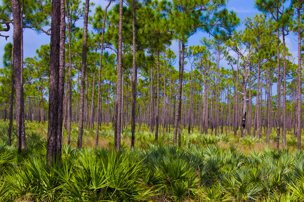 Camper-submitted photo at Pine Grove Campground — Jonathan Dickinson State Park near Port St. Lucie, FL