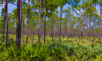 Camping near Food Forest Utopia: Pine Grove Campground — Jonathan Dickinson State Park, Jupiter, Florida