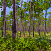 Review photo of Pine Grove Campground — Jonathan Dickinson State Park by Laura F., February 16, 2017