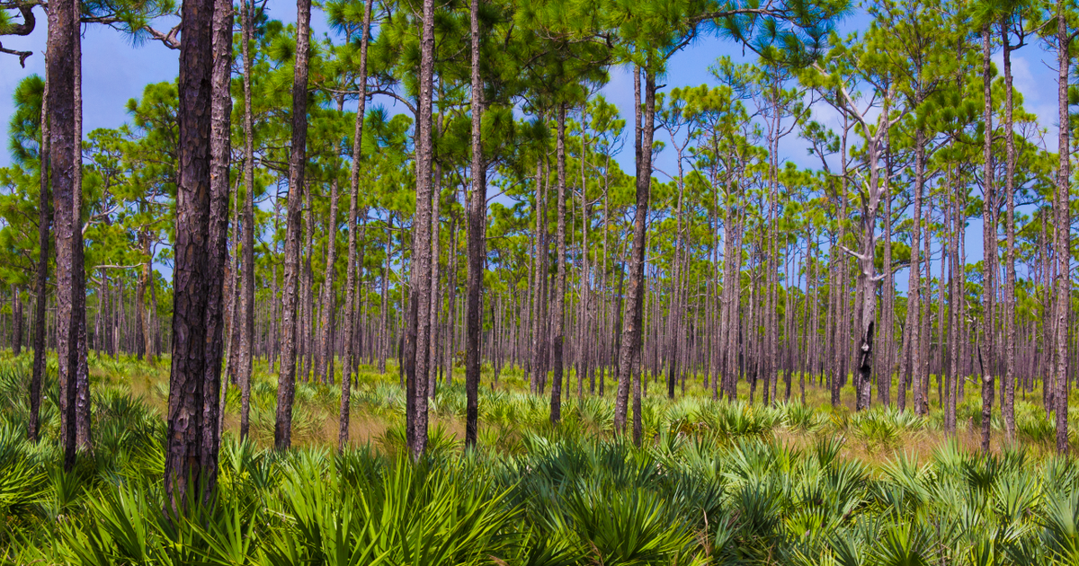 Florida photo 4