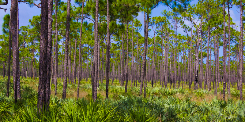 Camper submitted image from Pine Grove Campground — Jonathan Dickinson State Park