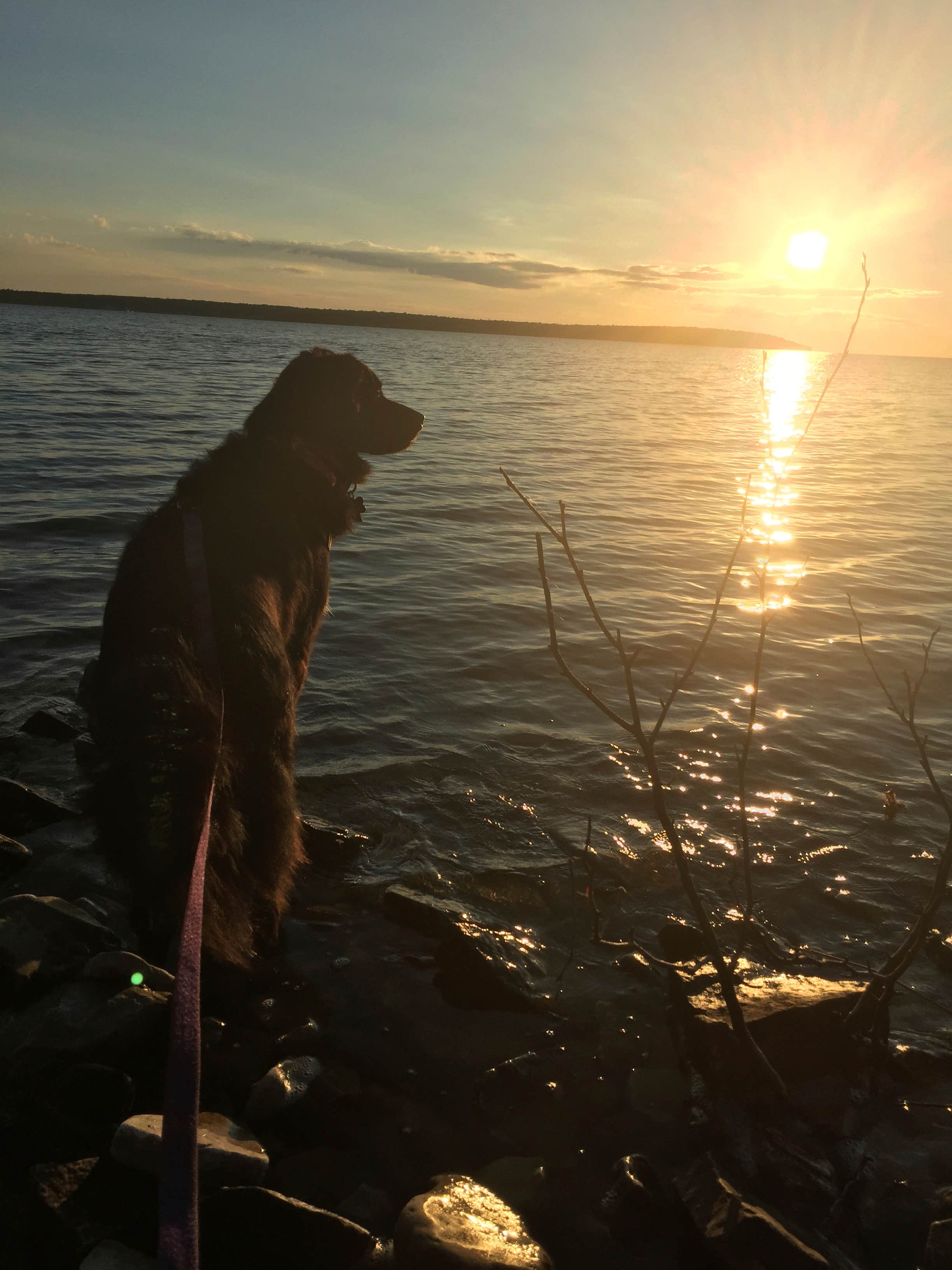Ellie J.'s photo of camping with pets at Rock Island State Park Campground near Escanaba, MI