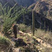 Review photo of Catalina State Park Campground by Abbey F., March 15, 2017