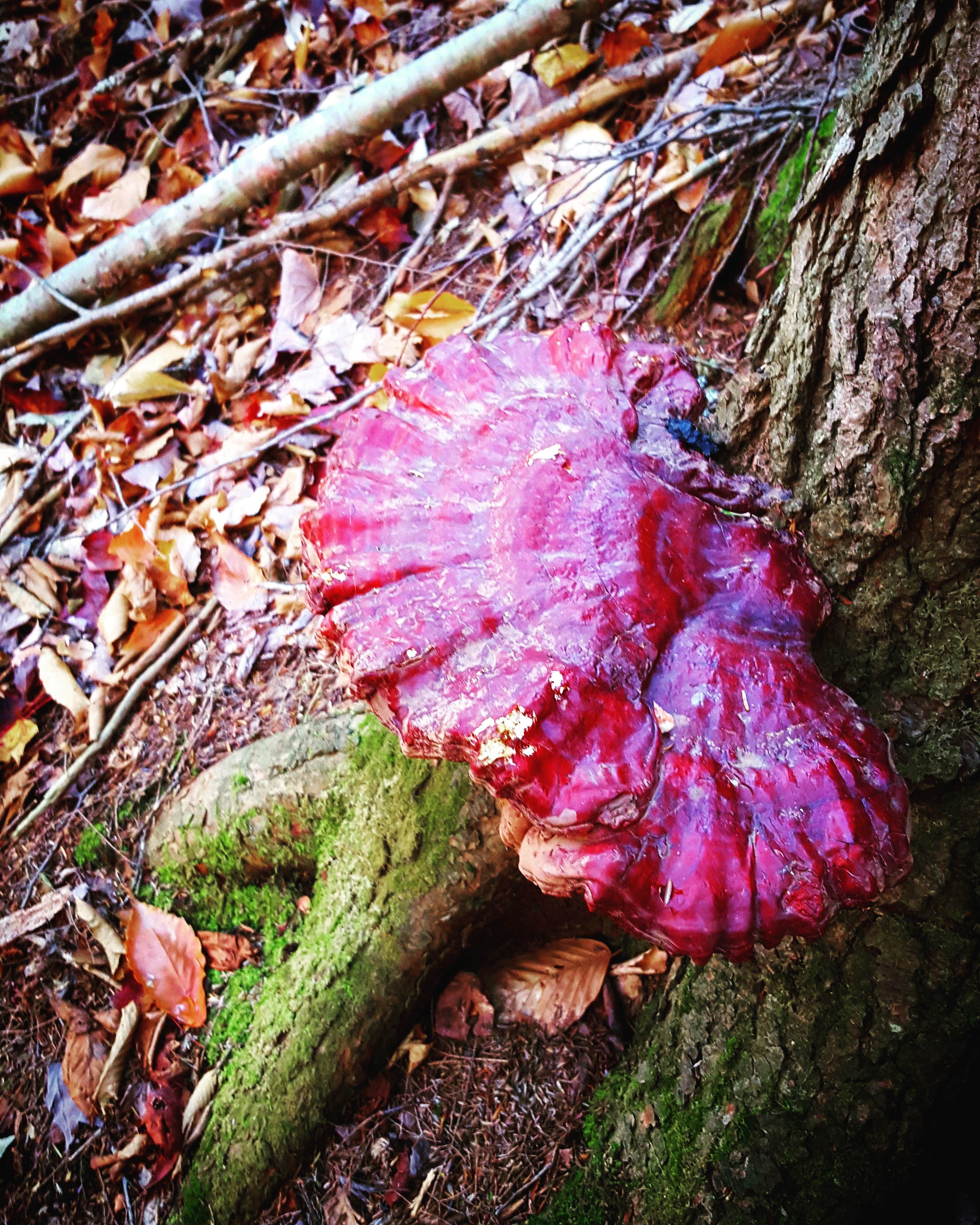 Camper-submitted photo at Grafton Loop Trail - Sargent Brook Campsite near Willimantic, ME