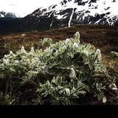 Review photo of Exit Glacier Campground — Kenai Fjords National Park by Lauren T., March 17, 2017