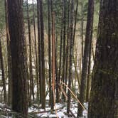 Review photo of Gales Creek Campground by Adam S., March 17, 2017