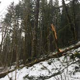 Review photo of Gales Creek Campground by Adam S., March 17, 2017