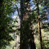 Review photo of Mill Creek Campground — Del Norte Coast Redwoods State Park by Melody M., March 17, 2017