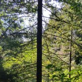 Review photo of Mill Creek Campground — Del Norte Coast Redwoods State Park by Melody M., March 17, 2017