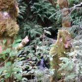 Review photo of Mill Creek Campground — Del Norte Coast Redwoods State Park by Melody M., March 17, 2017