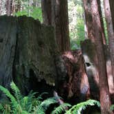 Review photo of Mill Creek Campground — Del Norte Coast Redwoods State Park by Melody M., March 17, 2017