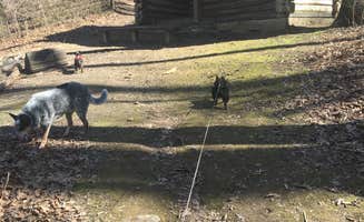 Shelly S.'s photo of glamping accommodations at Montgomery Bell State Park Campground near Chapel Hill, TN