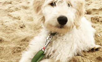 Kevin M.'s photo of camping with pets at First Landing State Park Campground near Cheriton, VA