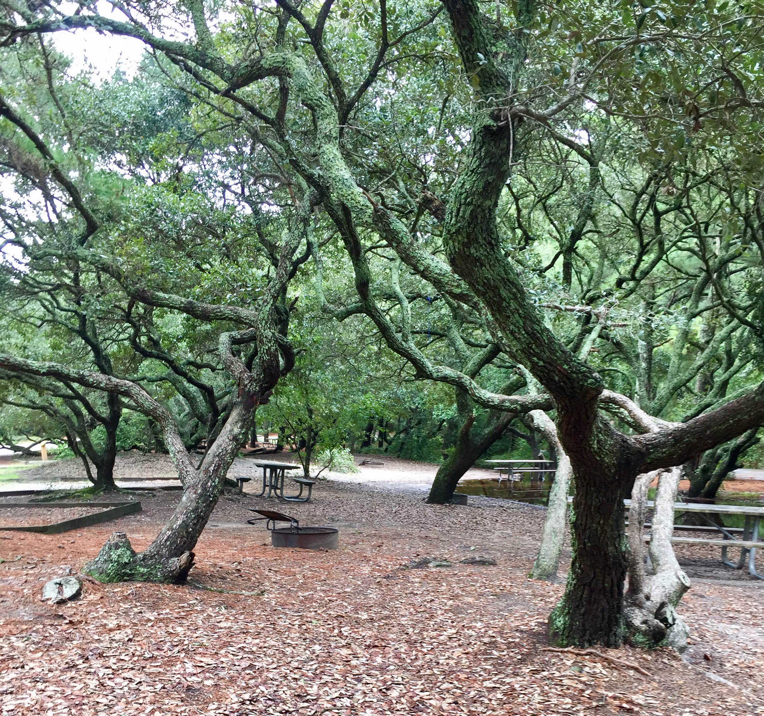 Camper submitted image from First Landing State Park Campground - 4