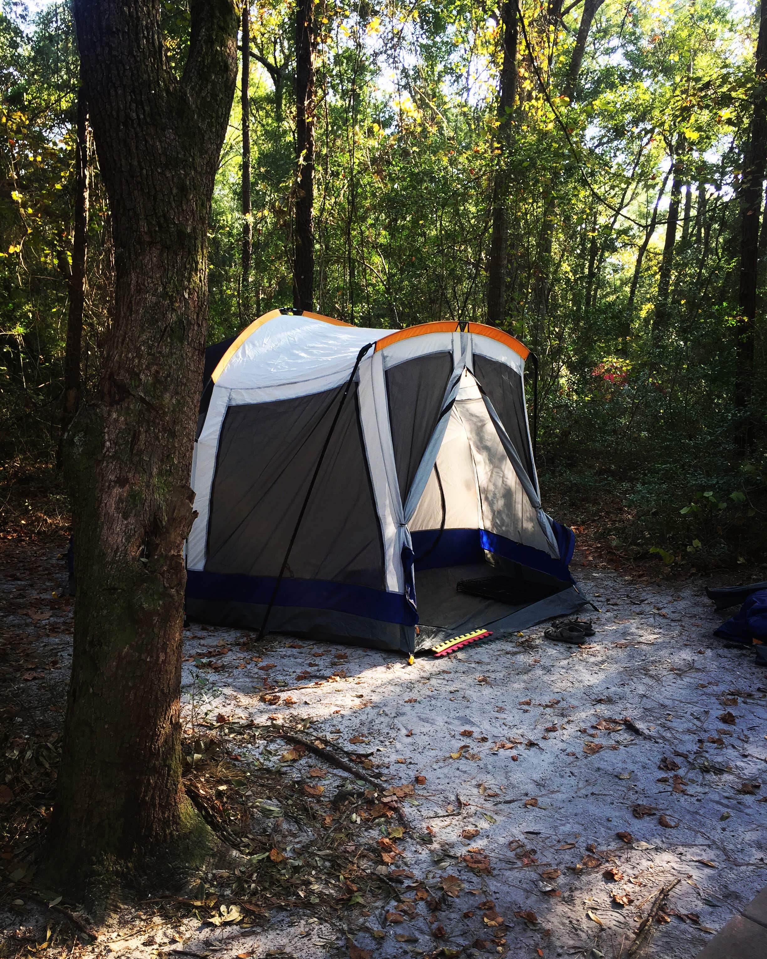 Camper submitted image from Carolina Beach State Park Campground - 4