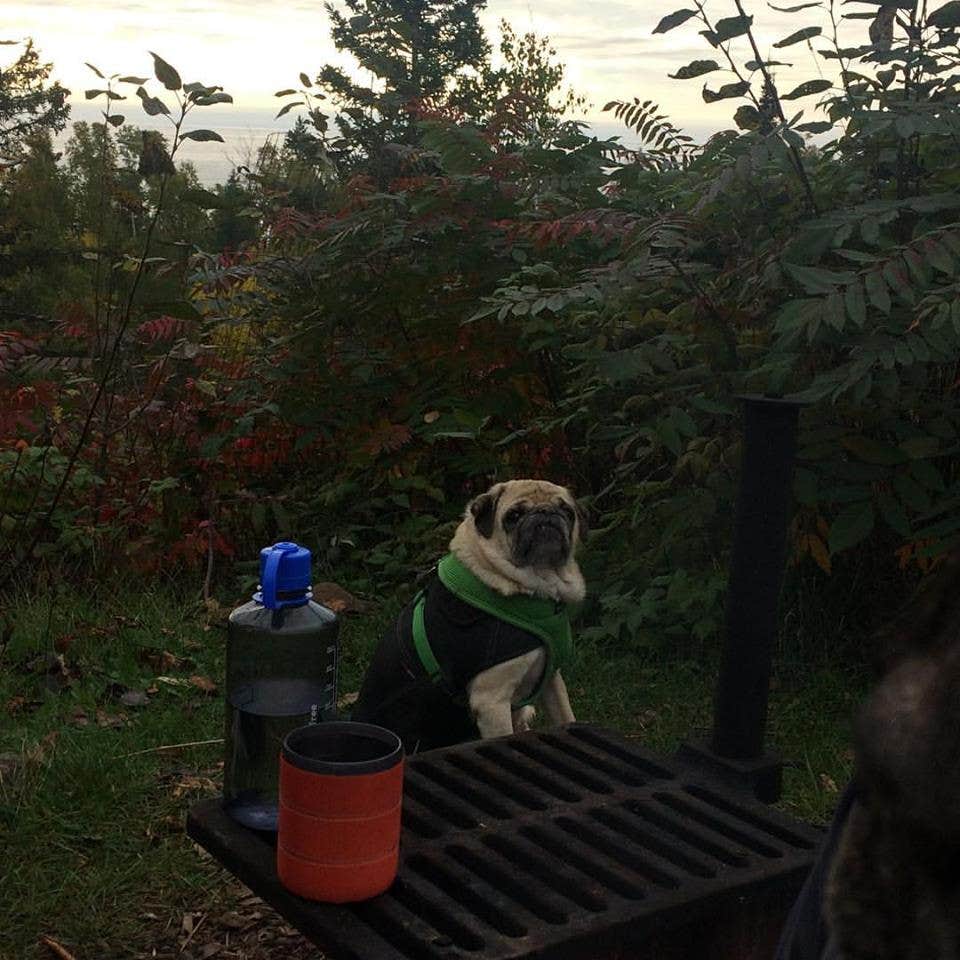 Amber S.'s photo of camping with pets at Split Rock Lighthouse State Park Campground near Two Harbors, MN