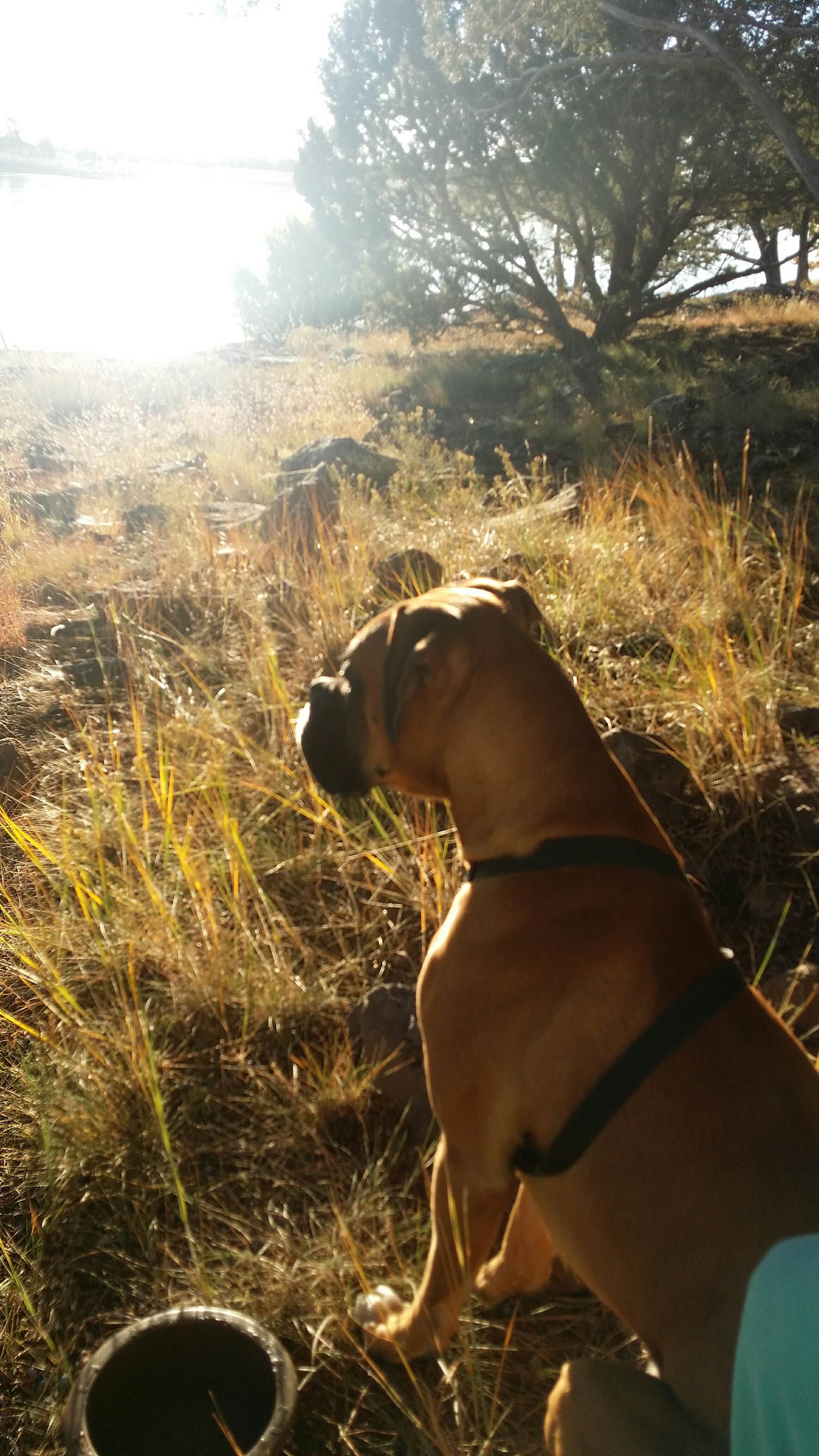 Paul W.'s photo of camping with pets at Ashurst Lake — Coconino National Forest Recreation near Mormon Lake, AZ