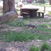 Review photo of Santa Cruz Island Scorpion Canyon Campground — Channel Islands National Park by Kali  C., March 28, 2017