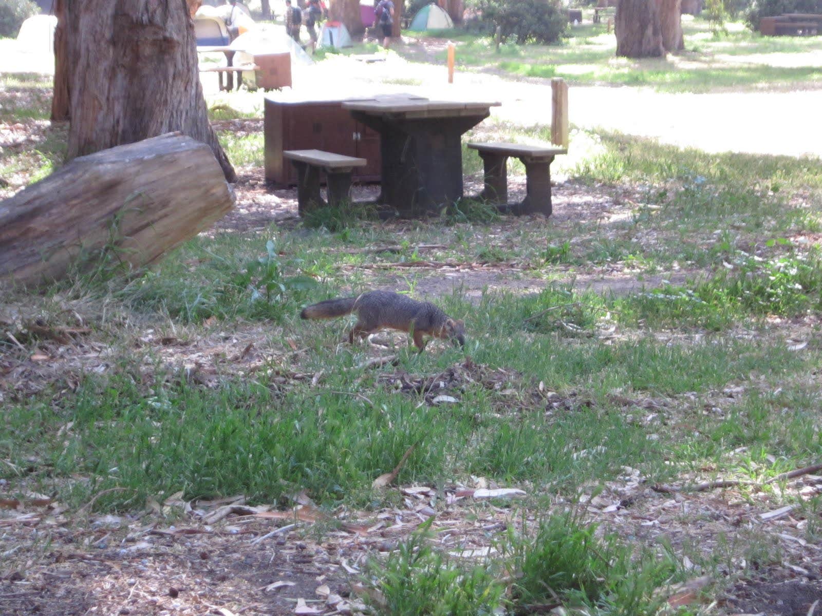 Camper submitted image from Santa Cruz Island Scorpion Canyon Campground — Channel Islands National Park - 4