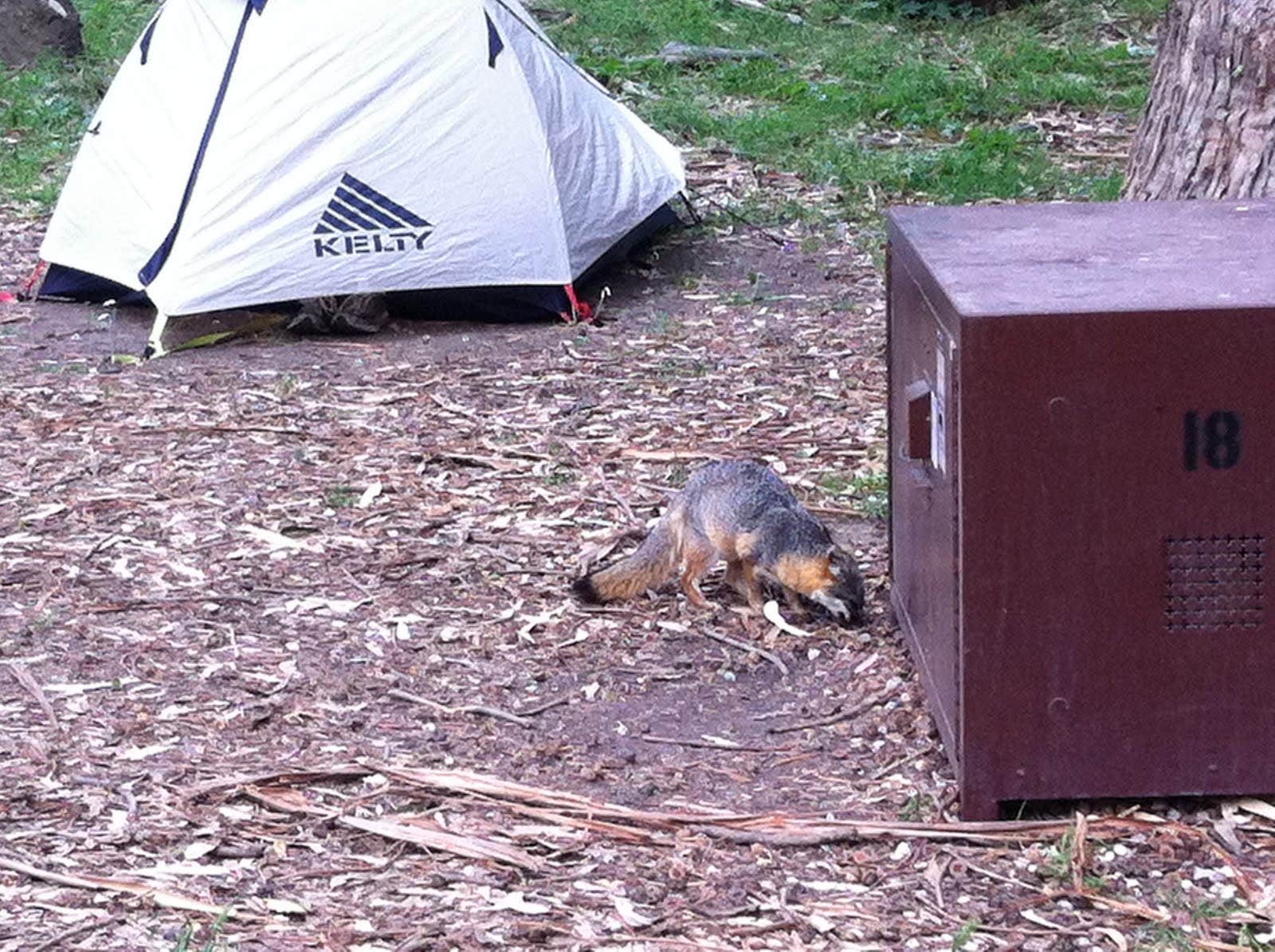 Kali  C.'s photo of tent camping at Santa Cruz Island Scorpion Canyon Campground — Channel Islands National Park near Santa Ynez, CA