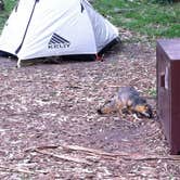 Review photo of Santa Cruz Island Scorpion Canyon Campground — Channel Islands National Park by Kali  C., March 28, 2017