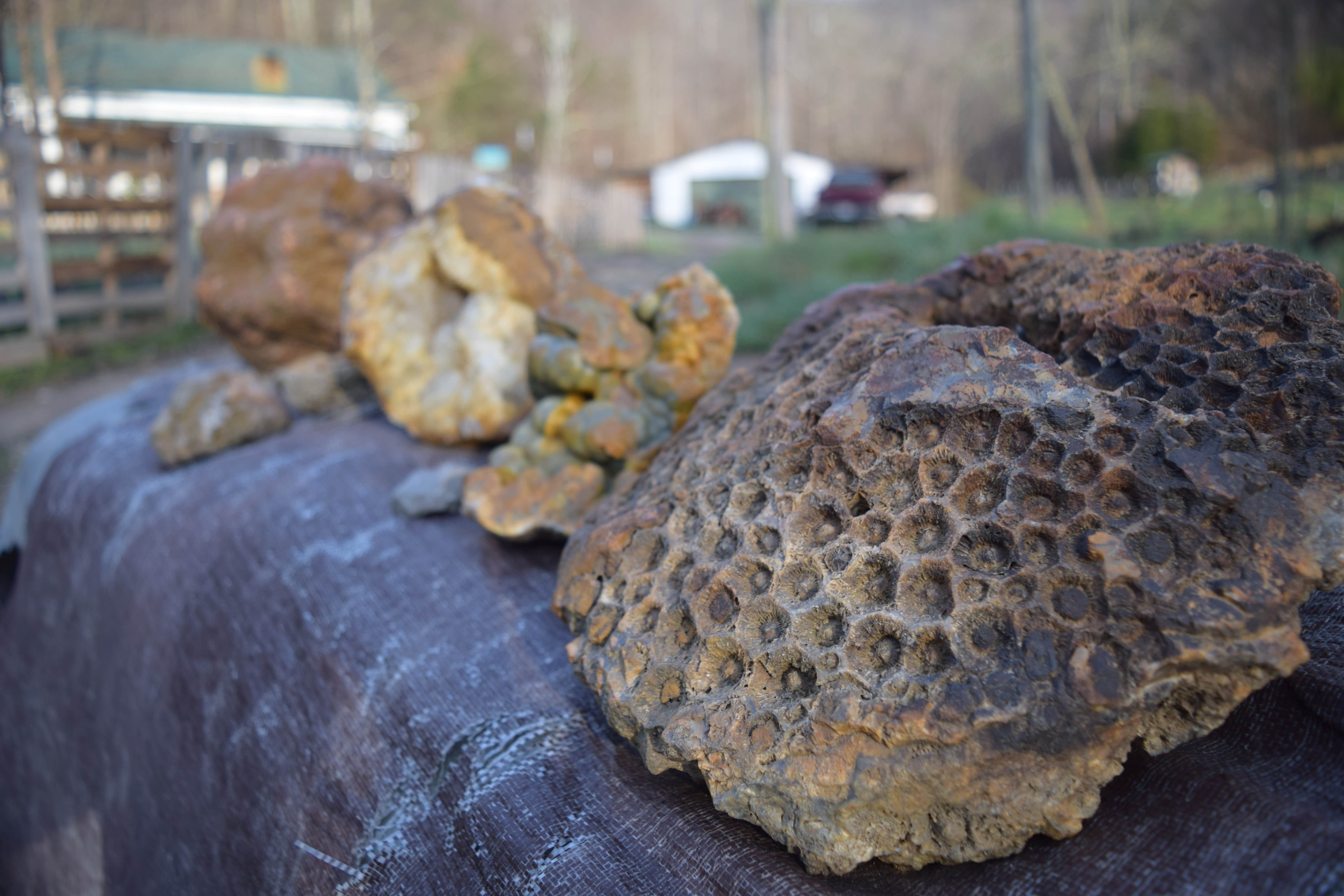 Camper-submitted photo at HomeGrown HideAways near Buckhorn Lake