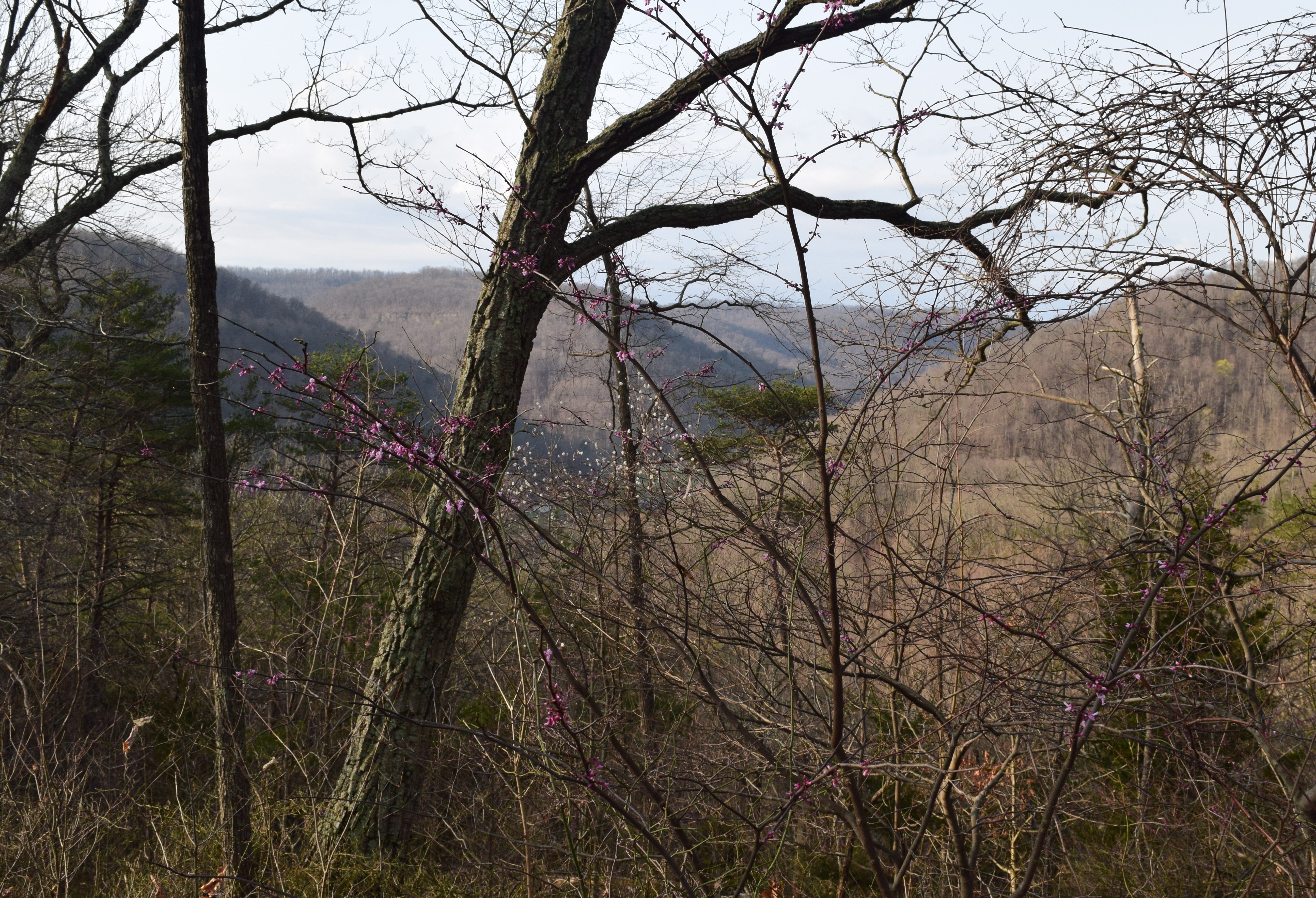 Eastern redbuds were budding above the valley in this first full week of spring.