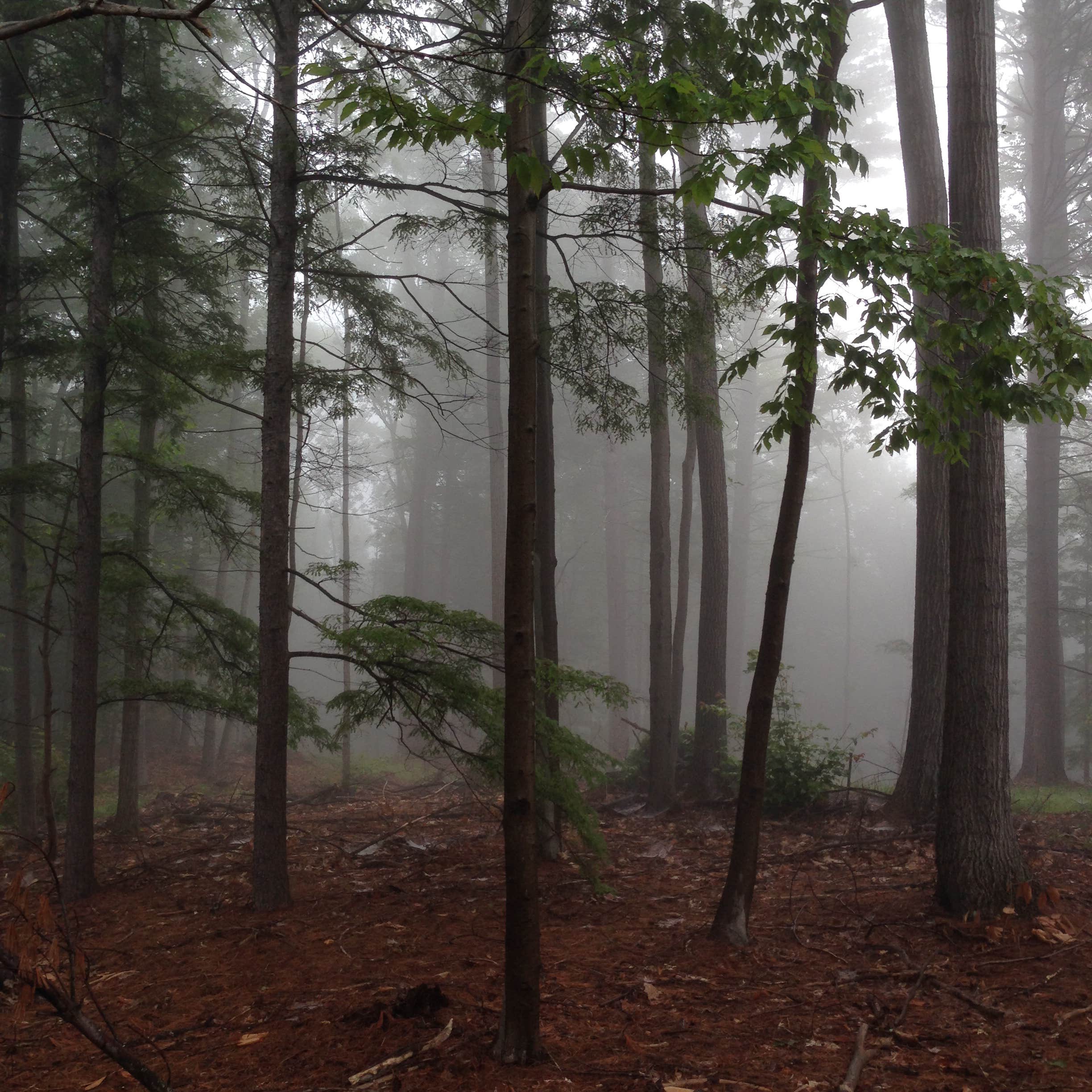 Camper-submitted photo at Fort Dummer State Park Campground near Greenfield, MA