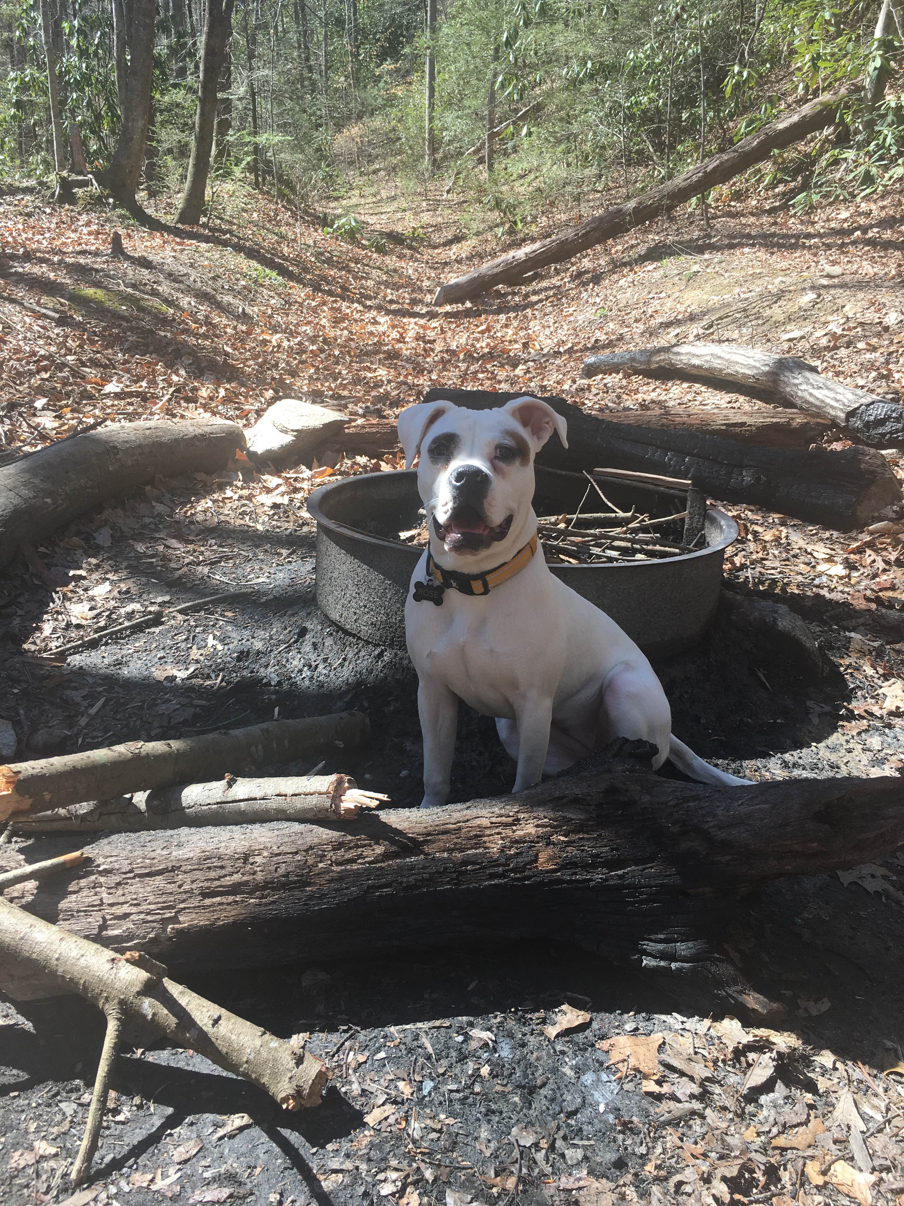 Stacy B.'s photo of camping with pets at Jones Gap State Park Campground near Cleveland, SC