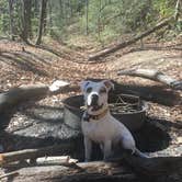 Review photo of Jones Gap State Park Campground by Stacy B., April 2, 2017