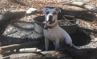 Stacy B.'s photo of camping with pets at Jones Gap State Park Campground near Flat Rock, NC