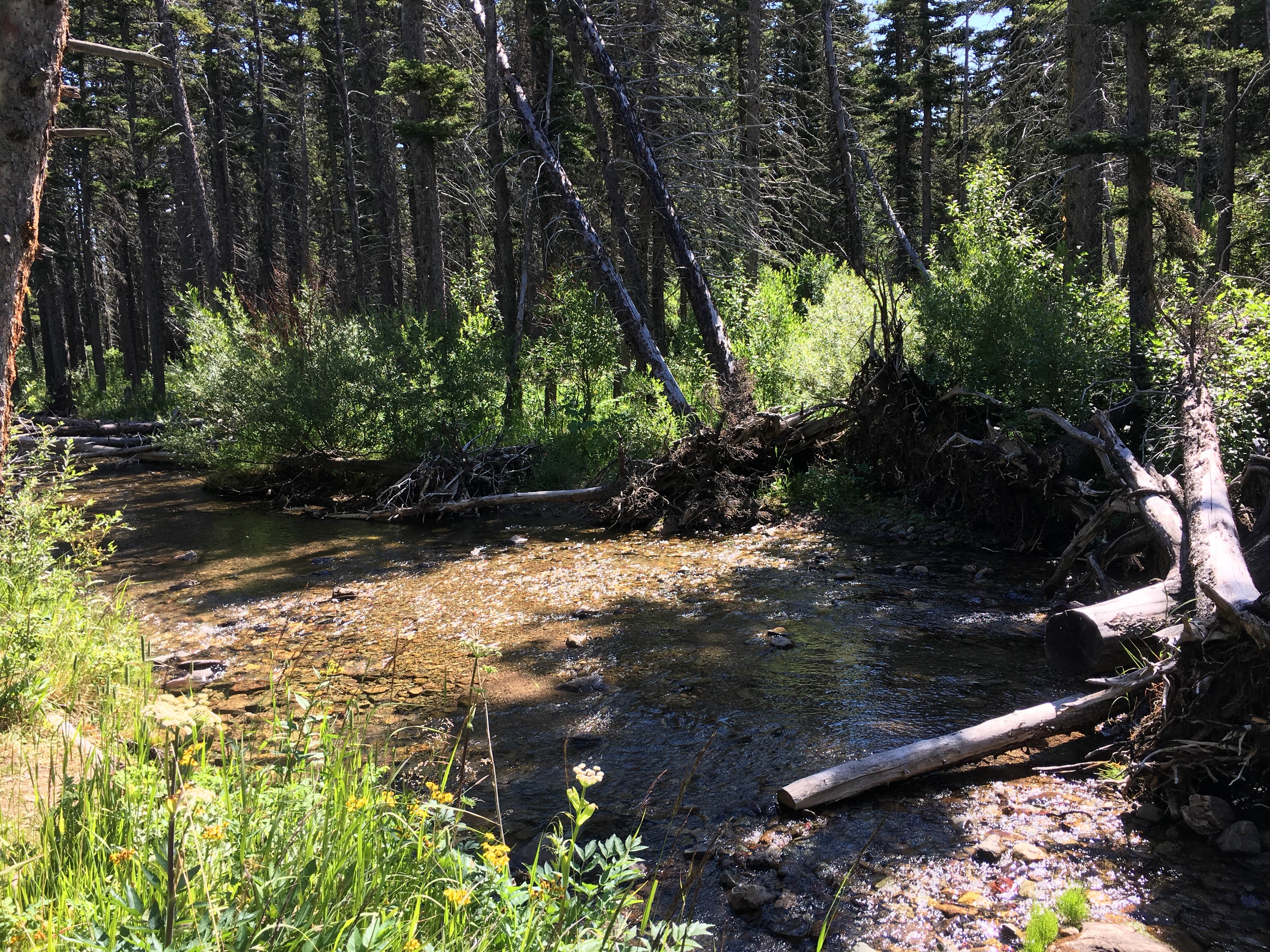 Camper submitted image from Cut Bank Campground — Glacier National Park - 3