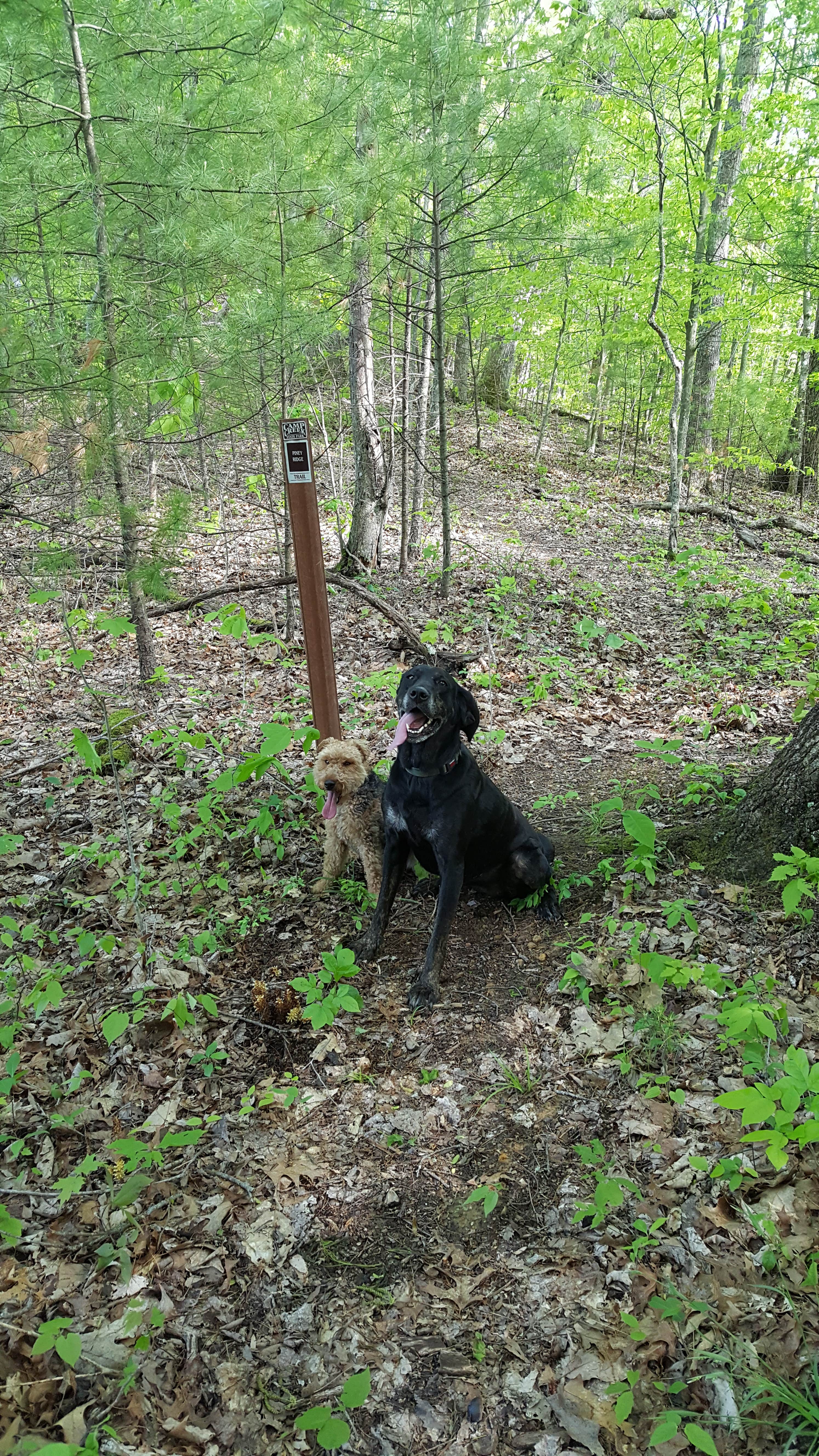 Robyn S.'s photo of camping with pets at Mash Fork Campground — Camp Creek State Park near Daniels, WV