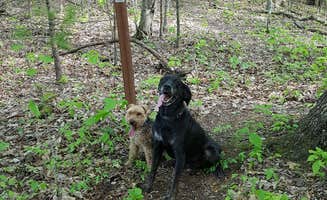 Robyn S.'s photo of camping with pets at Mash Fork Campground — Camp Creek State Park in West Virginia