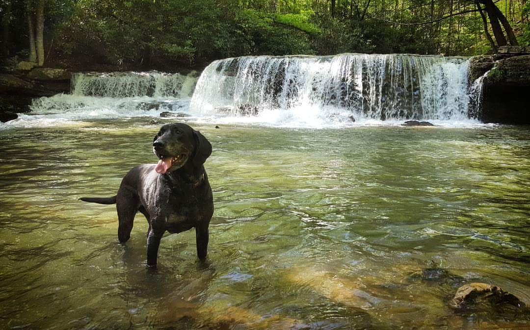 Camper submitted image from Mash Fork Campground — Camp Creek State Park - 3