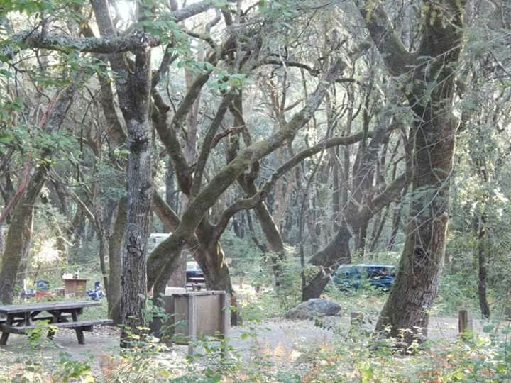 Camper-submitted photo at Henry Cowell Redwoods State Park Campground near Moss Landing, CA