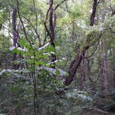 Review photo of Occoneechee State Park Campground by Sarah S., April 5, 2017