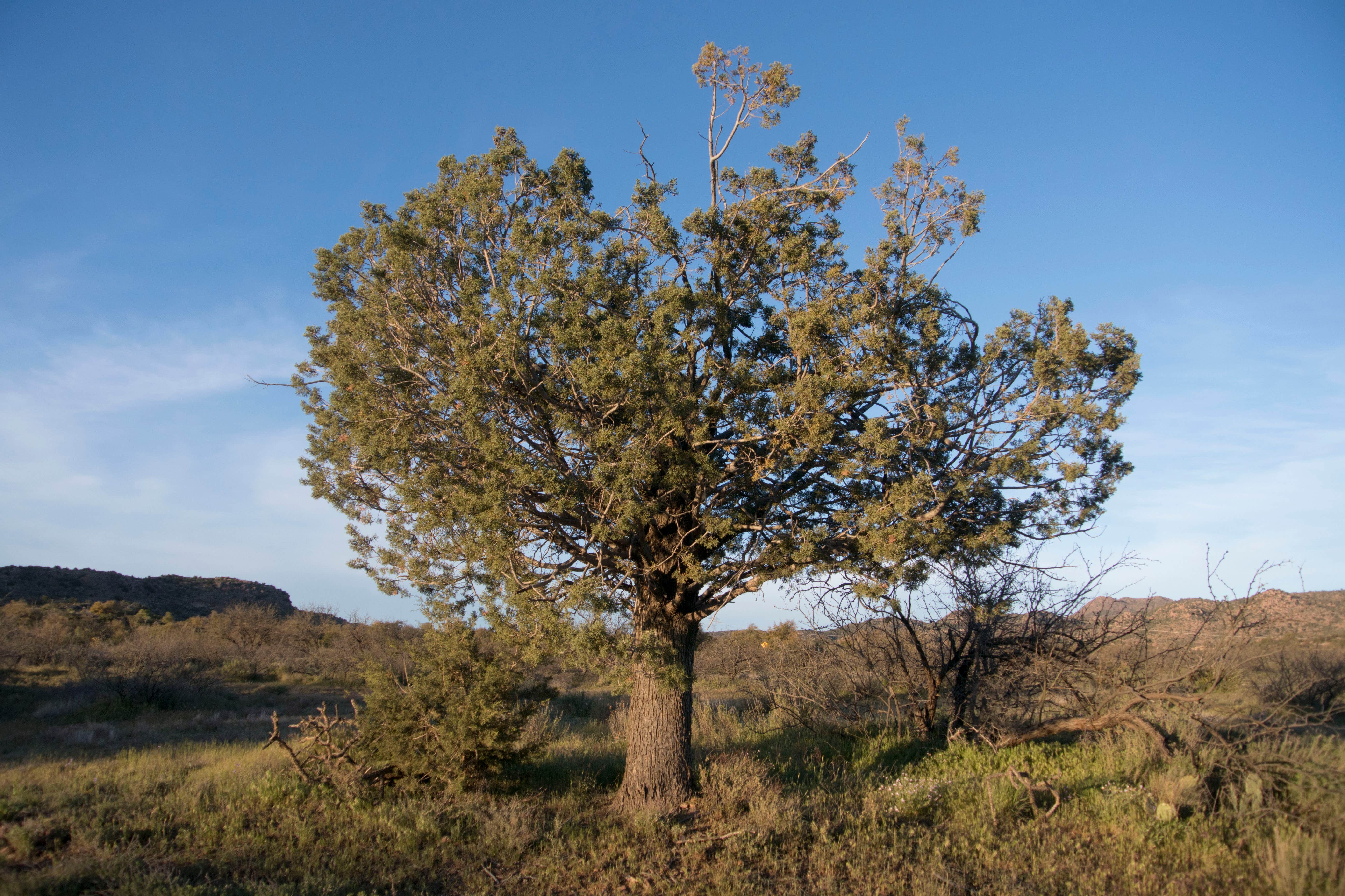 Camper-submitted photo at Oak Flat Campground near Superior, AZ