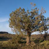 Review photo of Oak Flat Campground by Danielle A., April 6, 2017