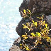 Review photo of Caribou Island Campground — Isle Royale National Park by Hailey O., April 7, 2017