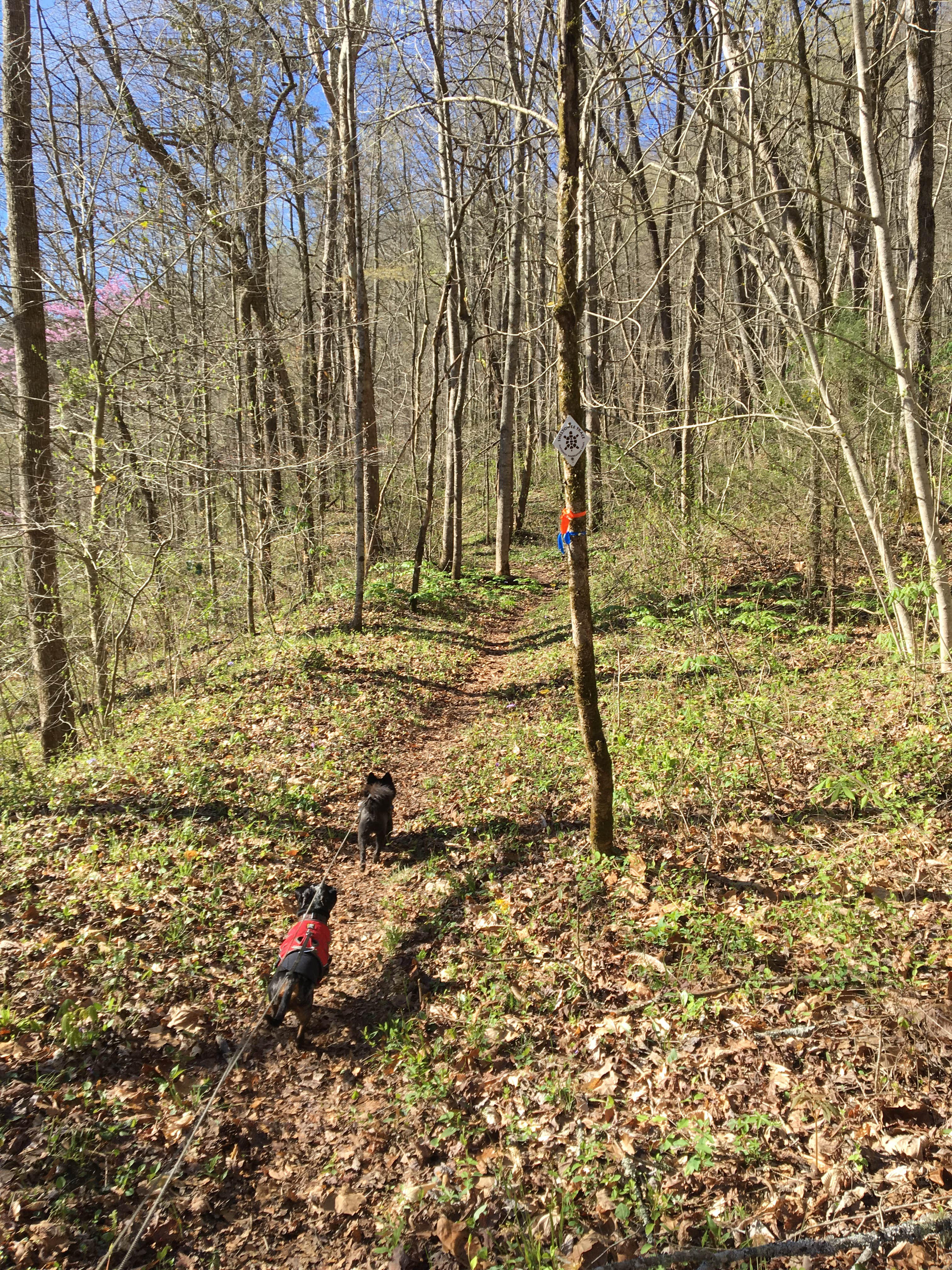 Camper-submitted photo at Blue Heron Campground — Big South Fork National River and Recreation Area near Jamestown, TN