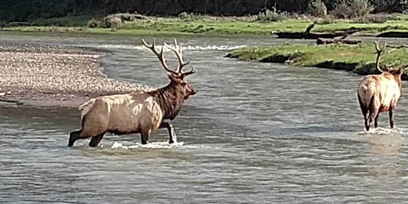 Camper submitted image from Usal Beach Campsites — Sinkyone Wilderness State Park